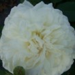  Rosa 'Gruss an Aachen Blanc' est un hybride thé, remontant.