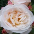  Rosa 'Gruss an Aachen Climbing' est un hybride de thé, remontant.