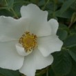  Rosa 'Gudhem' est un rosier alba non  remontant.
