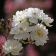 Groupe de roses en guirlande