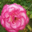  Rosa 'Haendel'  est un rosier grimpant à grandes fleurs, remontant.