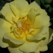  Rosa 'Harison's Yellow'  est un rosier pinpinefollia non remontant.