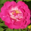  Rosa 'Harry Maasz'  est un hybride de macrantha non remontant.