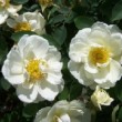 Rosa 'Heinrich Keller' est un hybride de foetida non remontant.