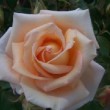  Rosa 'Helenka' est un hybride de thé remontant.