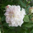  Rosa 'Henri Barruet' est un hybride de wichuariana remontant.