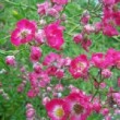  Rosa 'Hiawata'  à petites fleurs.