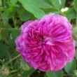  Rosa 'Himmelsauge' est un hybride de setige
ra non remontant.