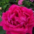  Rosa 'Hugh Dickson'.Rose ancienne Hybride perpetuel est un hybride, remontant.