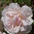  Rosa 'Hume's Blush Tea-Scented China' est un rosier thé remontant.