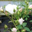 Photo de la rose 'Iceberg' prise chez un rosiériste