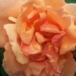 Rosa 'Independance Day'  est un rosier aux grandes fleurs.