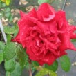 Rose 'Ingrid Bergman'