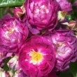  Rosa 'Ixl'  est un somptueux rosier.
