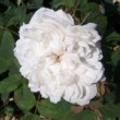  Rosa 'Jacques Cartier Blanc' est un rosier portland, remontant.
