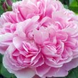 Belle rose 'Jacques Cartier' dans toute sa splendeur