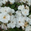  Rosa 'Janet B. Wood' est un hybride d' arvensis non remontant.