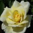  Rosa 'Julien Potin Climbing' est un hybride de thé remontant.