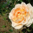Dans un jardin