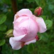 Jardin dans les Landes