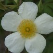  Rosa 'La Mortola'  est non remontant.