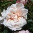  Rosa 'La Sylphide'  zqt un rosier noisette remontant.