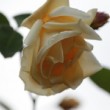 Fleur prise à l'Hay les roses