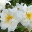  Rosa 'Lady Scarman'  est un hybride de moschata remontant.