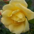  Rosa 'Lawrence Johnston' est un hybride de foetida relontant.