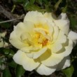  Rosa 'Leverkusen' est un hybride de kordesii remontant.
