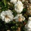 Photo de la rose 'Little White Pet' prise par les Pépinières HUCHET