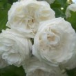  Rosa 'Long John Silver'  est un hybride de setigera non remontant.