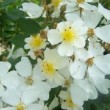  Rosa 'Louis Rambler' est un hybride de moschata non remontant.