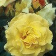 Photo de la rose 'Lucia'