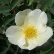  Rosa 'Luter'  est non remontat.