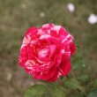 Rosier meli melo pris en photo au jardin de l'Hay les roses