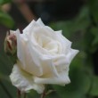 Fleur prise à l'Hay les roses en mai