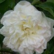 Rosa 'Marco'  est un hybride de wichuariana remontant.