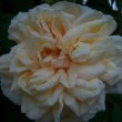 Fleur parfumée de Rosa 'Marechal Niel' dans un jardin au mois de mai.