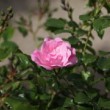 Rose de la collection de l'Hay les roses