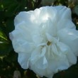 Rosa 'Marie Bugnet' est un hybride de rugosa remontant aux petites felurs blanches.