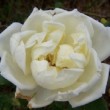  Rosa 'Marie Leonida' est un hybride de bractéata remontant.