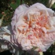  Rosa 'Marie Van Houtte' est un rosier thé remontant.