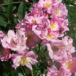  Rosa 'Marietta Silva Tarouca' est un hybride de multiflora remontant.