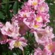  Rosa 'Marietta Silva Tarouca' est un hybride de multiflora remontant.