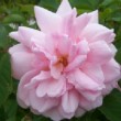 Fleur du rosier 'Meg Merrillies' dans un jardin
