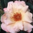 Photo de la rose 'Meg'