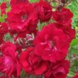  Rosa 'Miss Edith Cavel' est un polyantha rouge.