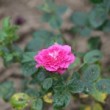 Rosier miniature