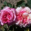  Rosa 'Mme E.Veyrat Hermanos' est un rosier thé remontant.
